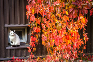 Pielęgnacja zieleni